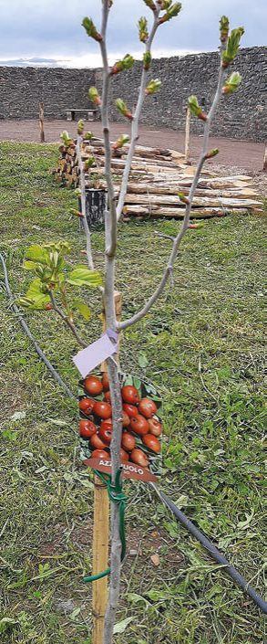 Frutti antichi