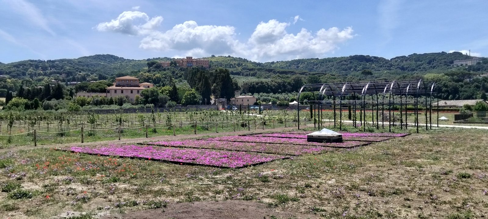 Il Pomario del Papa (9/18)