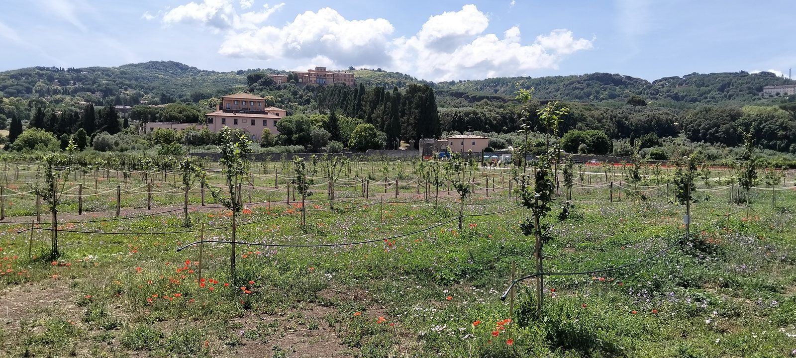 Il Pomario del Papa (11/18)