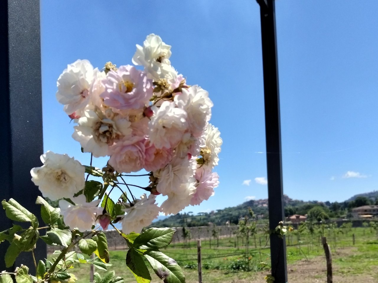 Giardino fiorito