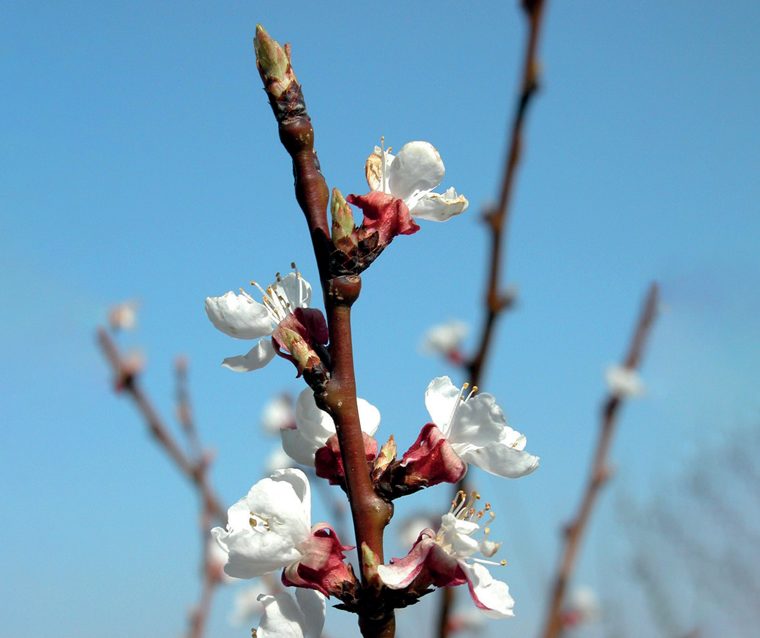 Albicocco — Fioritura