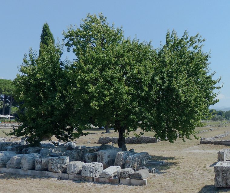 Albicocco — La pianta