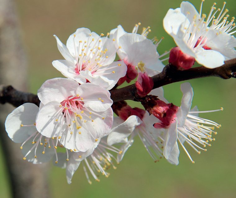 Ciliegio — Fioritura