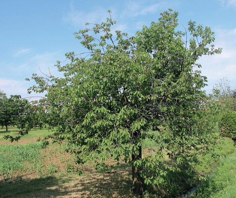 Ciliegio — La pianta