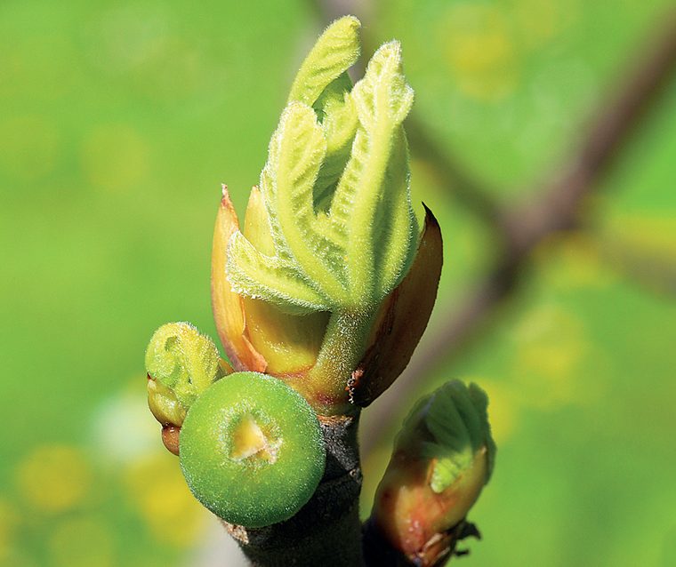 Fico — Fioritura