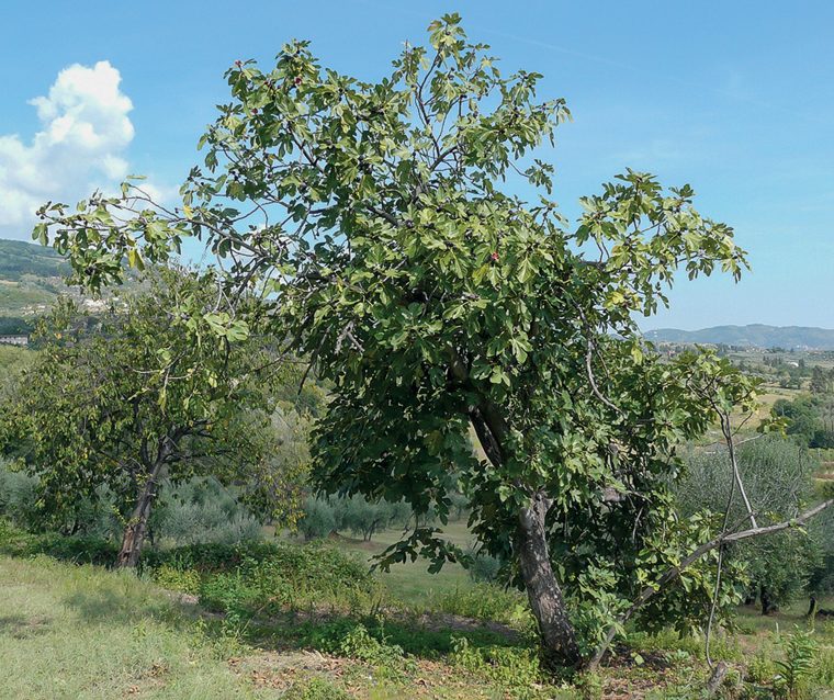 Fico — La pianta