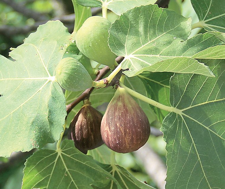 Fico — Il frutto