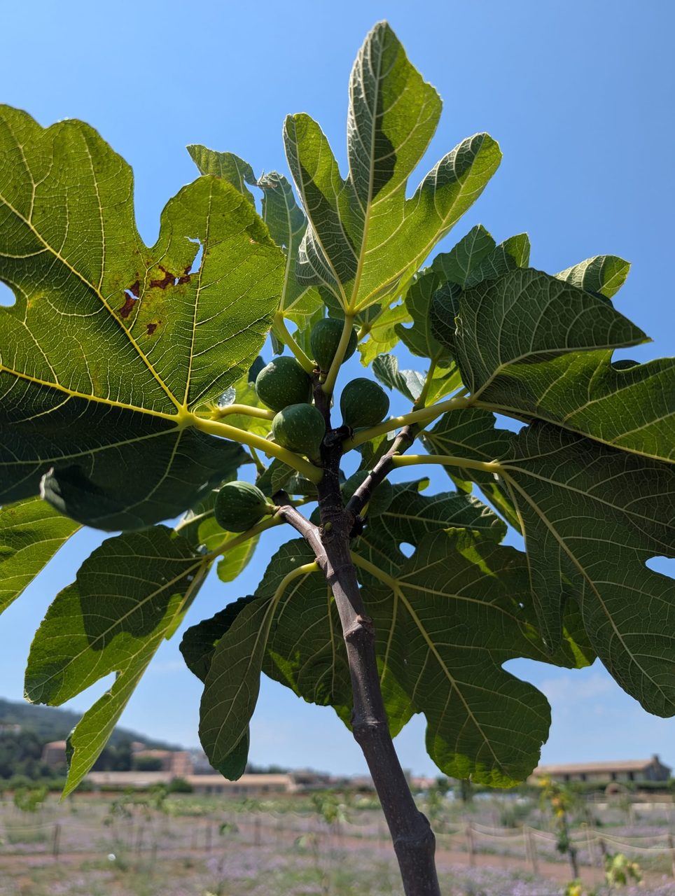 Fico — Fogliame