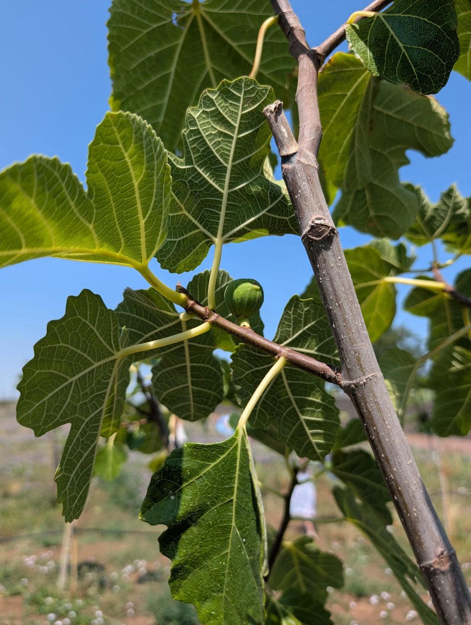 Fico — Fogliame