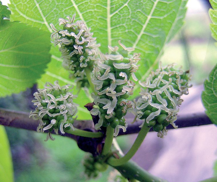 Gelso — Fioritura