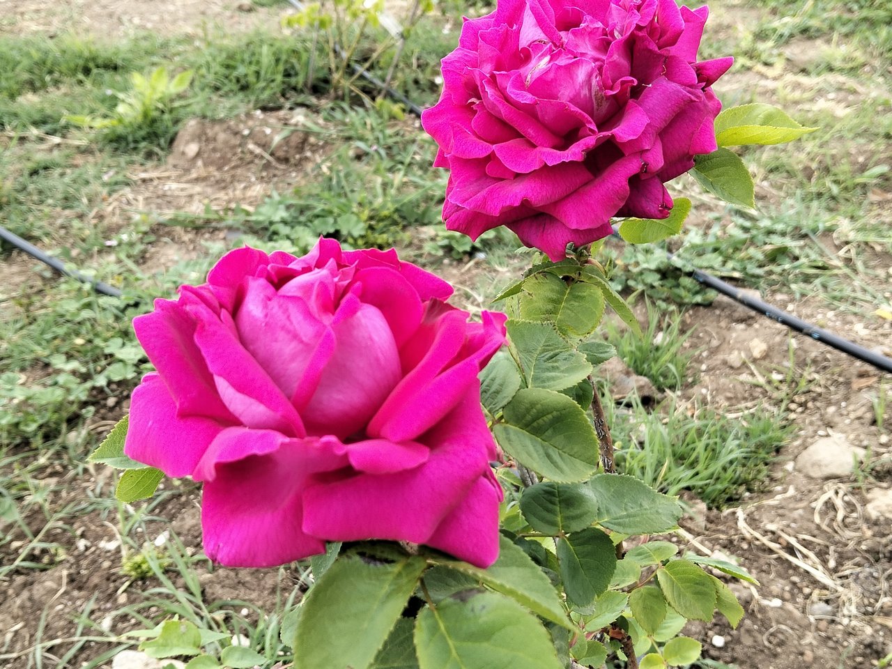 Le rose del roseto