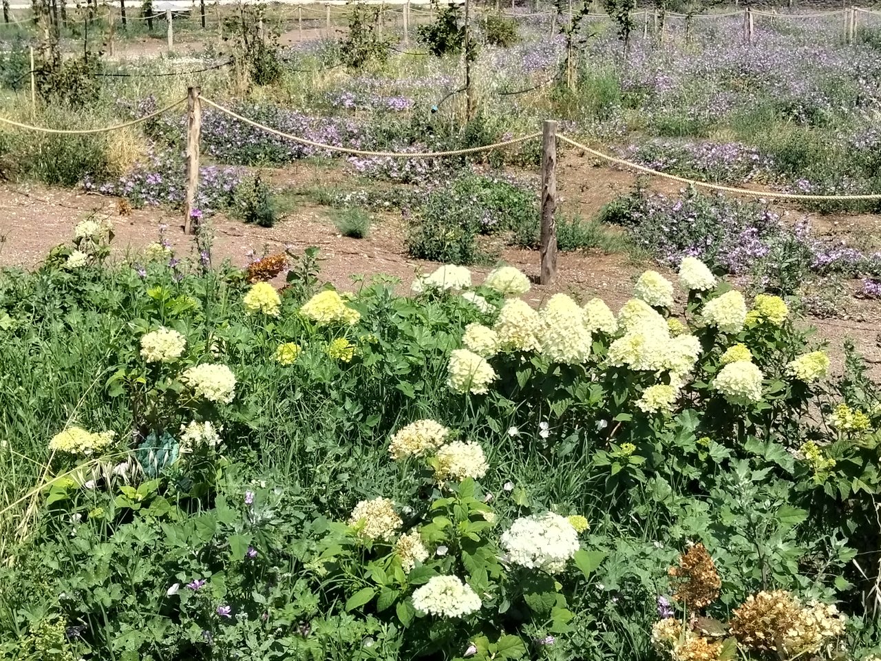 Le ortensie