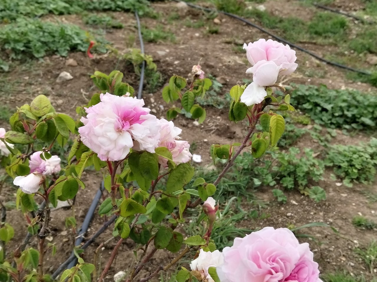 Rose in fiore