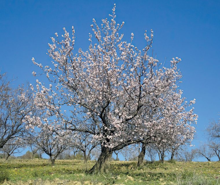 Mandorlo — La pianta