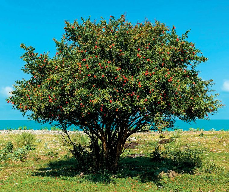 Melograno — La pianta