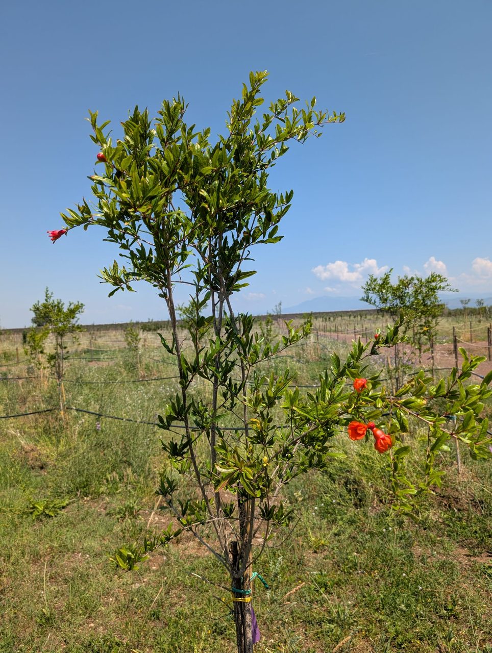 Melograno — Fioritura