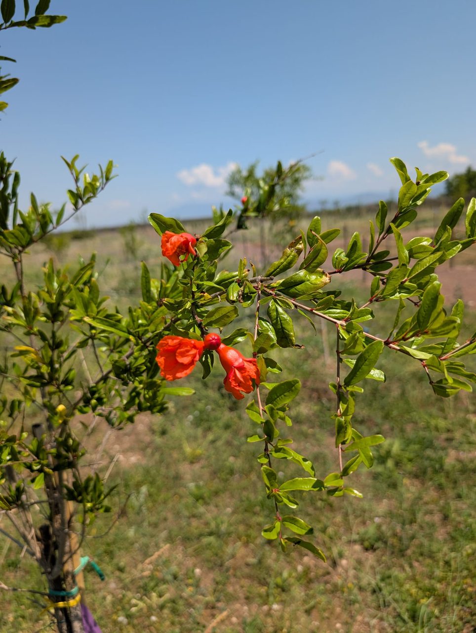 Melograno — Fioritura
