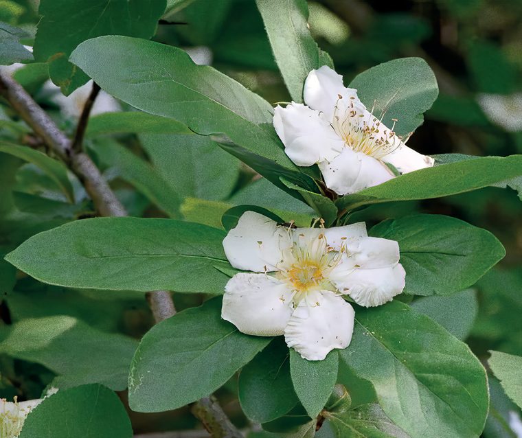 Nespolo — Fioritura