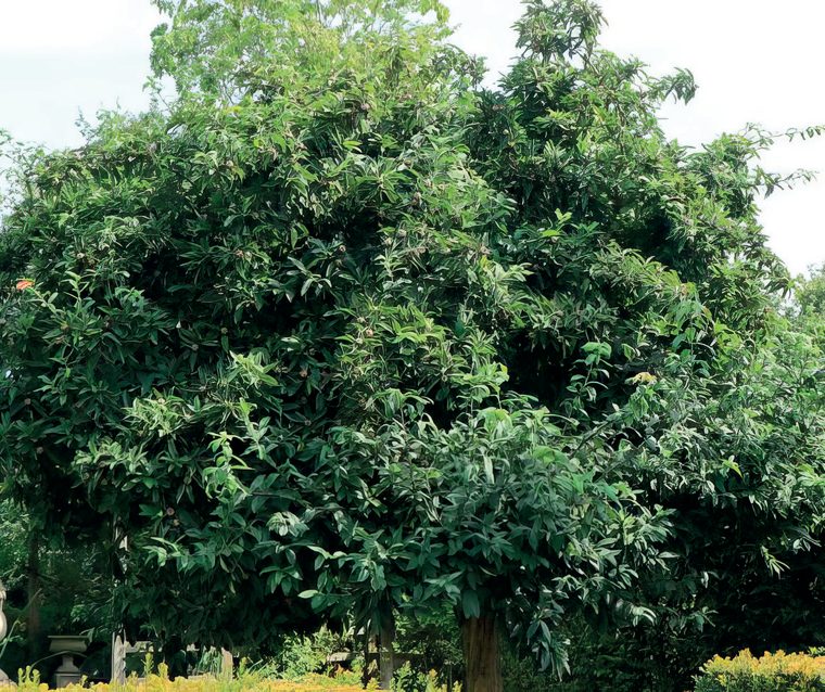 Nespolo — La pianta