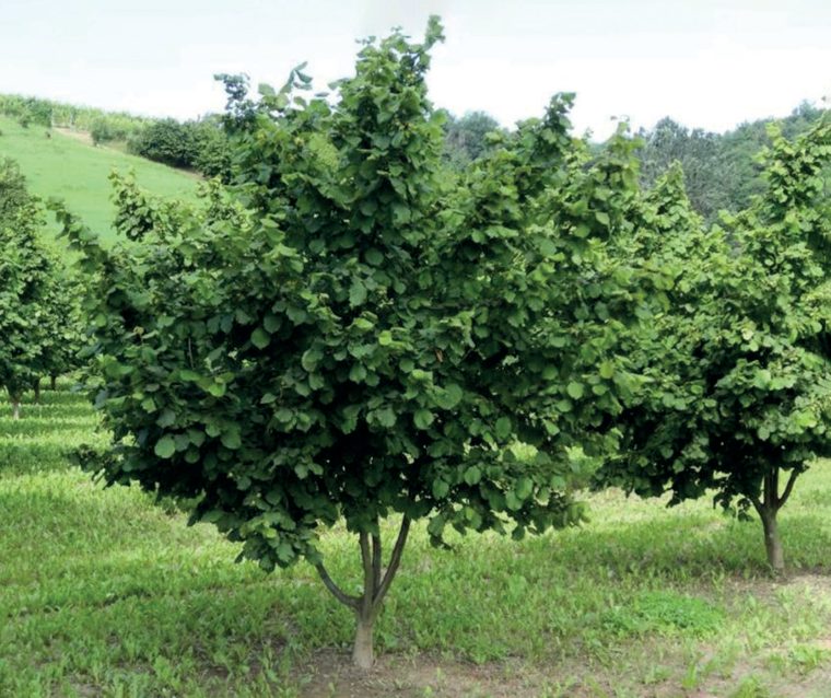 Nocciolo — La pianta