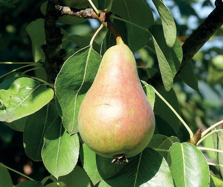 Pero — Il frutto