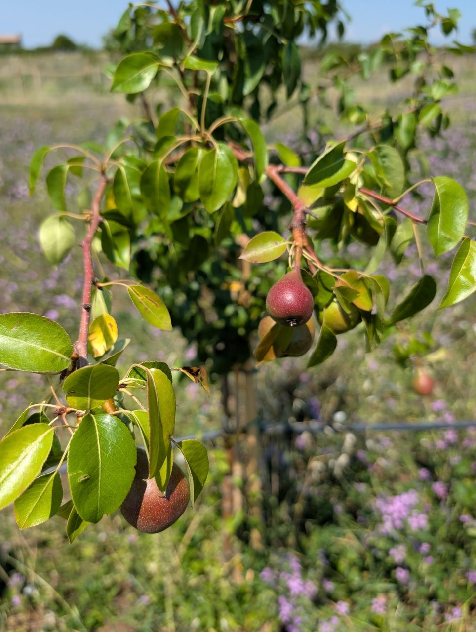 Pero — Frutti