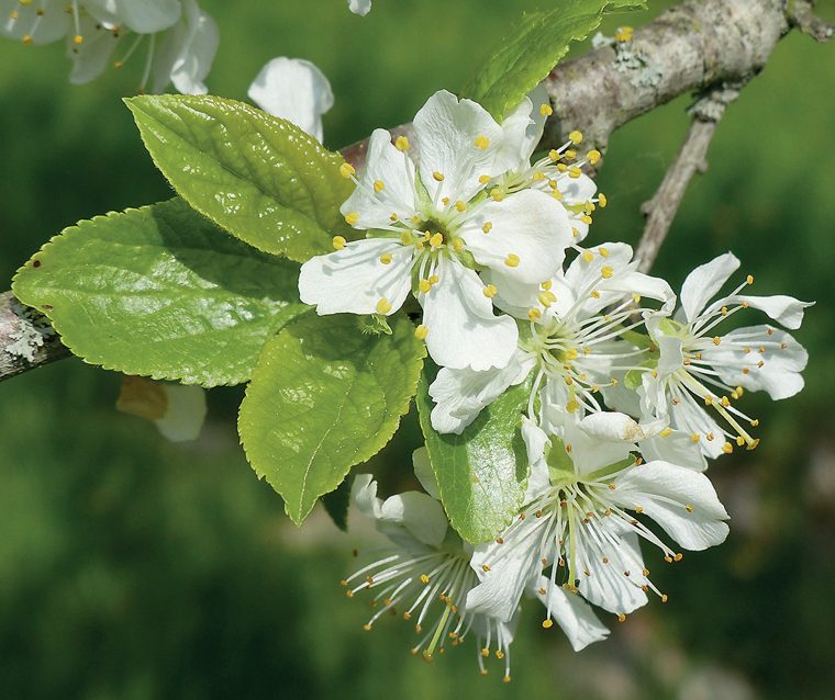 Susino — Fioritura