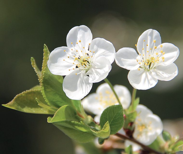 Visciolo (ciliegio acido) — Fioritura
