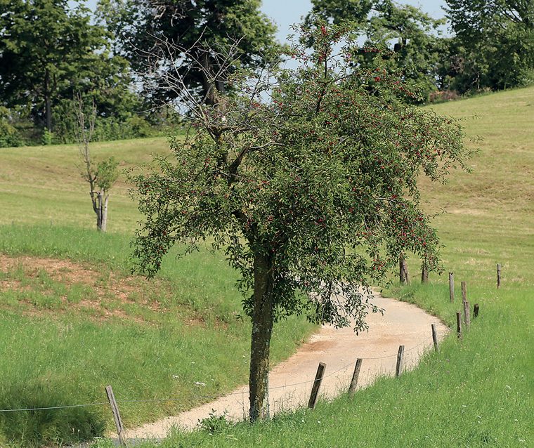 Visciolo (ciliegio acido) — La pianta