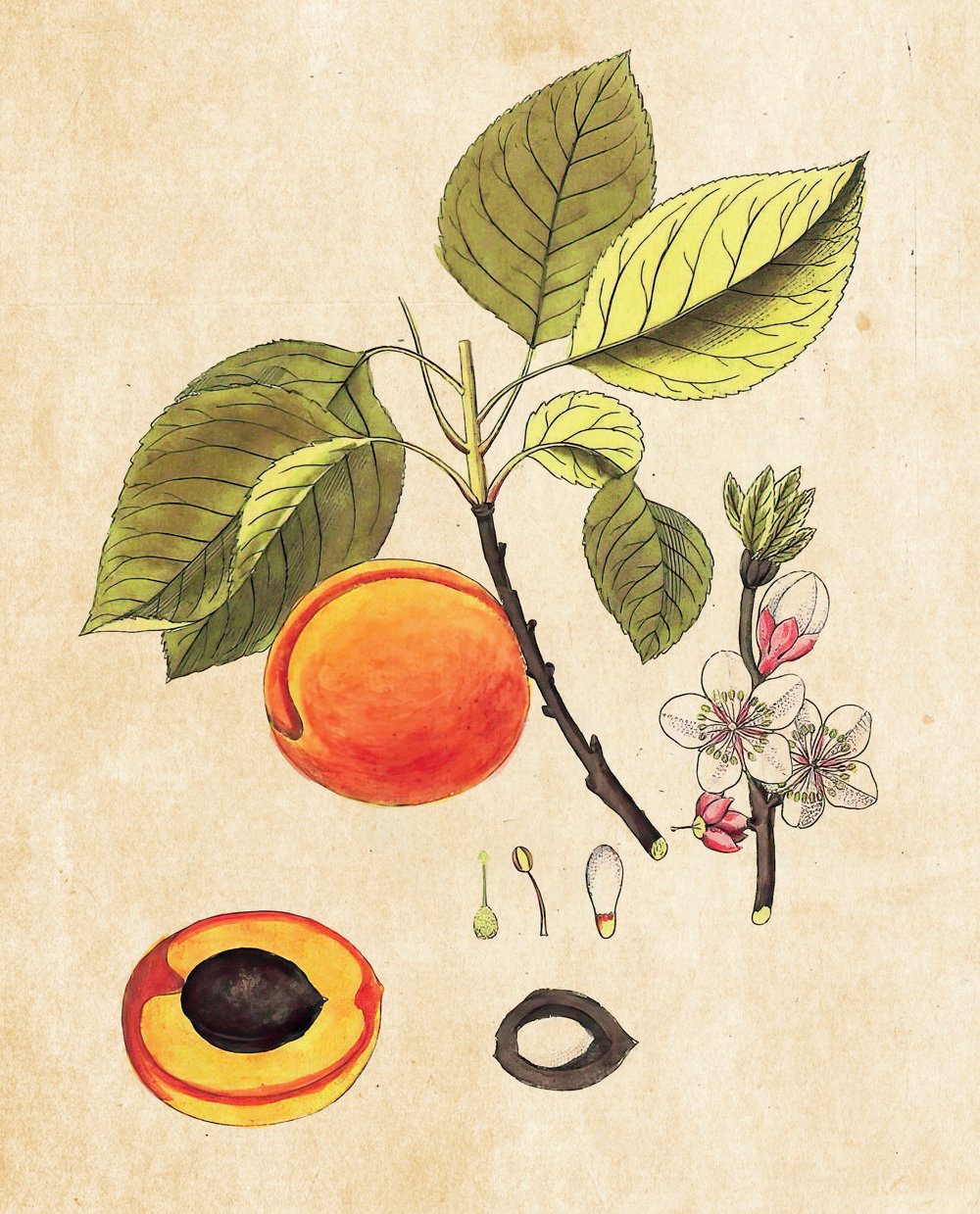 Tavola botanica — Albicocco