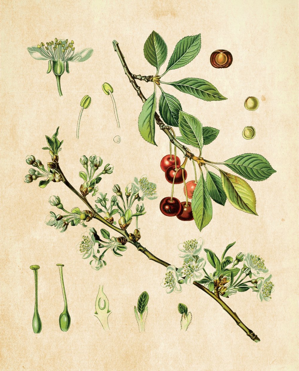 Tavola botanica — Ciliegio