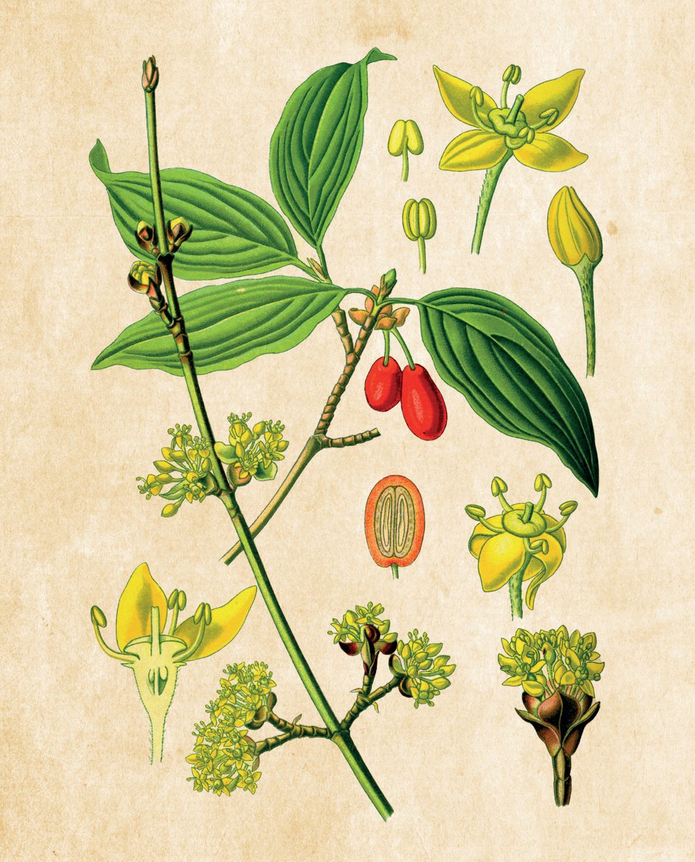 Tavola botanica — Corniolo