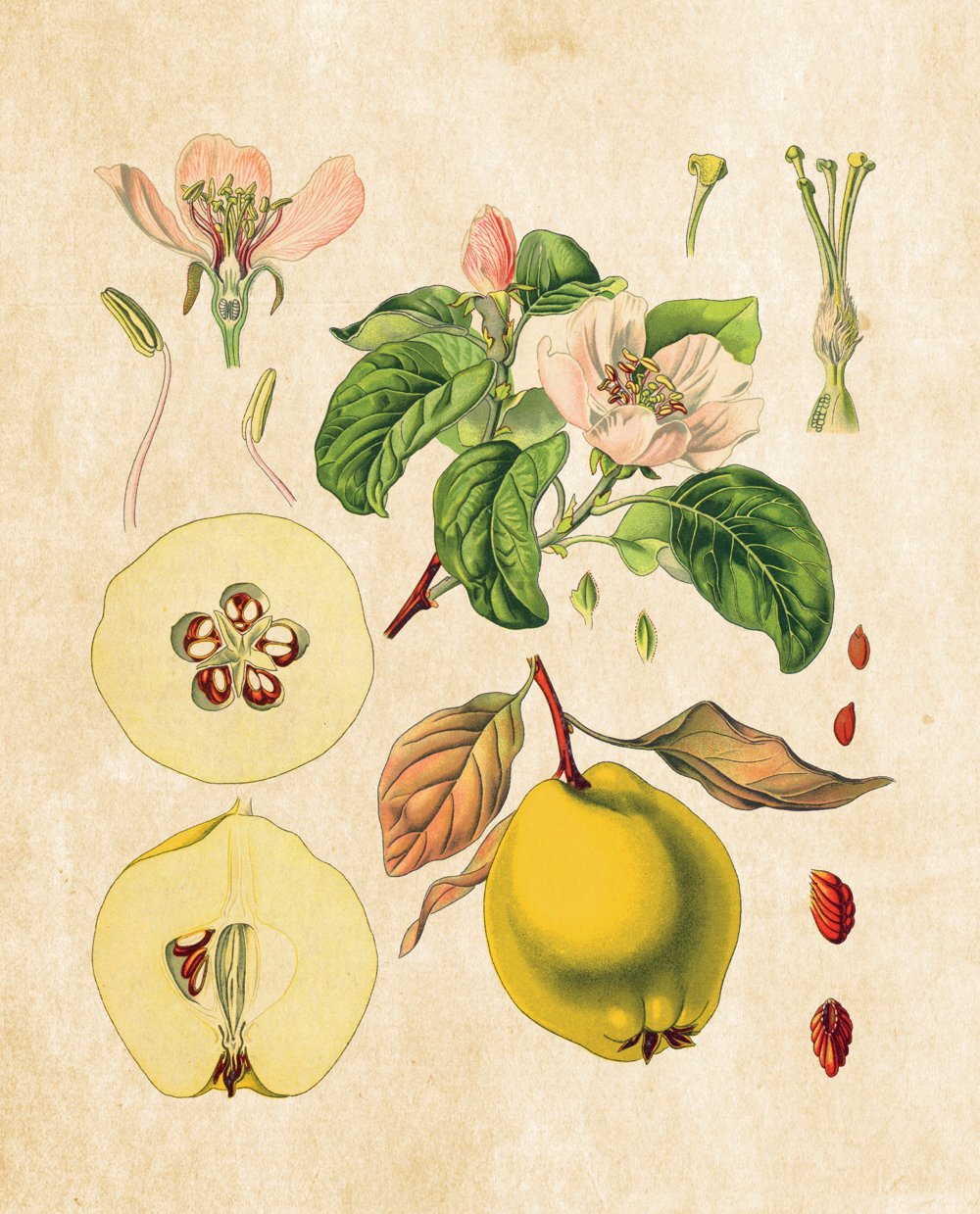 Tavola botanica — Melo e pero cotogno