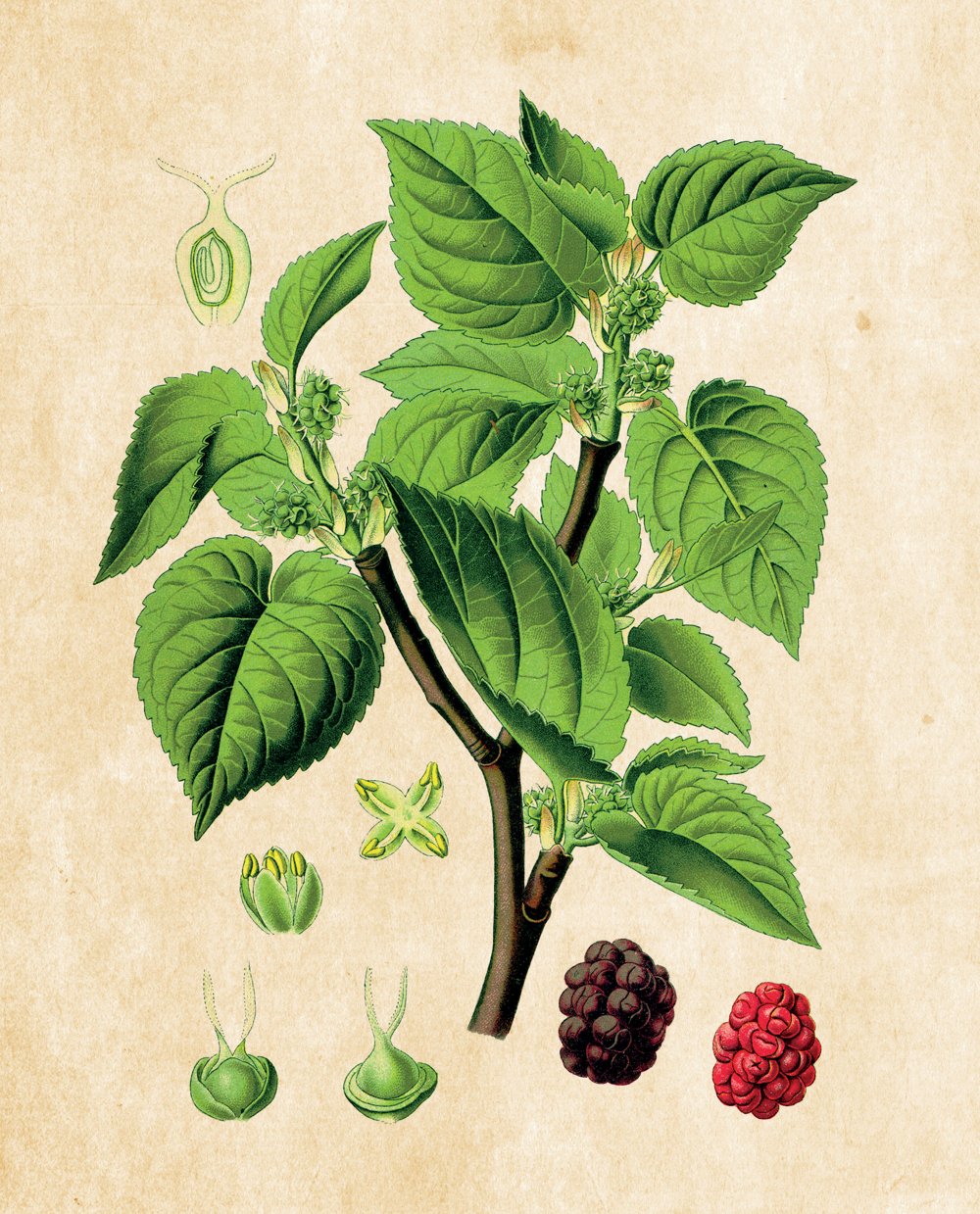 Tavola botanica — Gelso