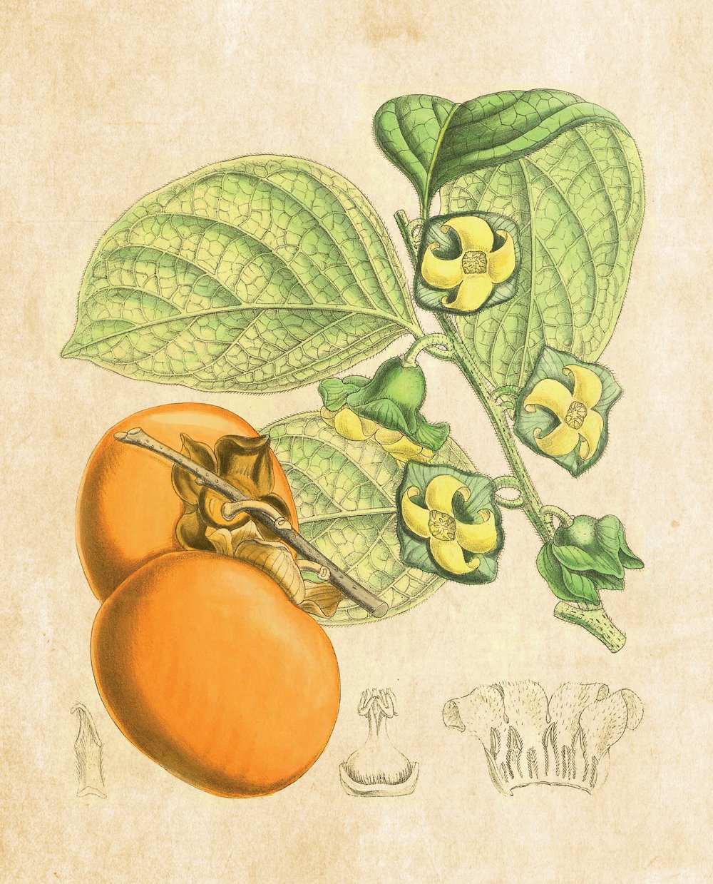 Tavola botanica — Kaki