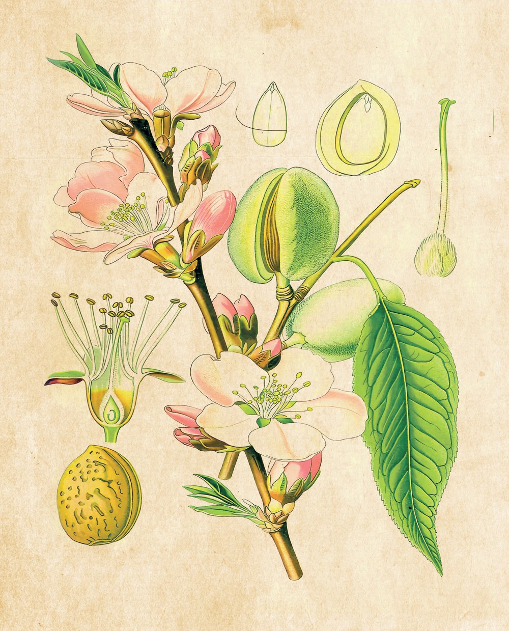 Tavola botanica — Mandorlo