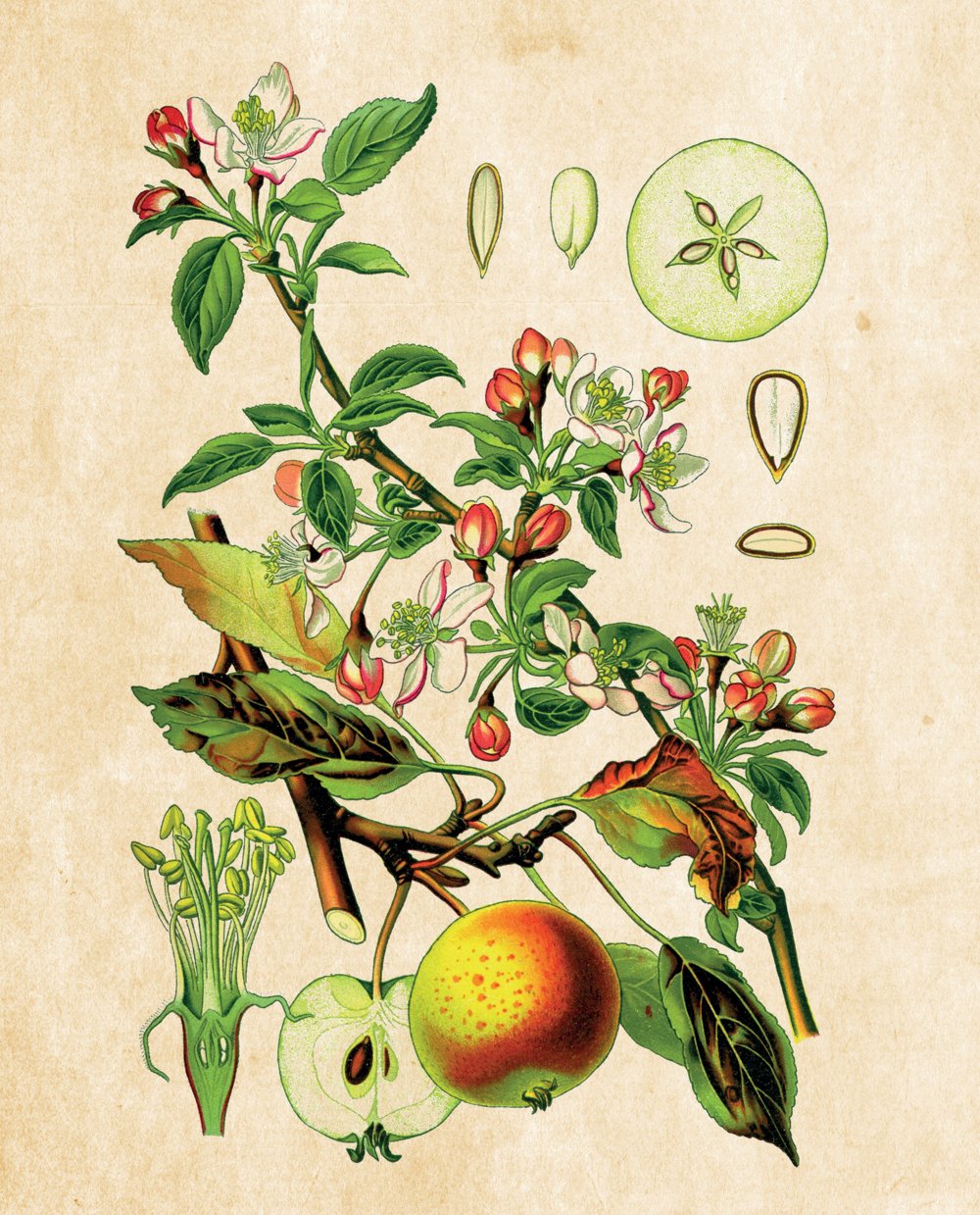 Tavola botanica — Melo