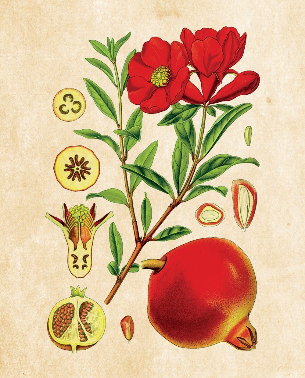 Tavola botanica — Melograno
