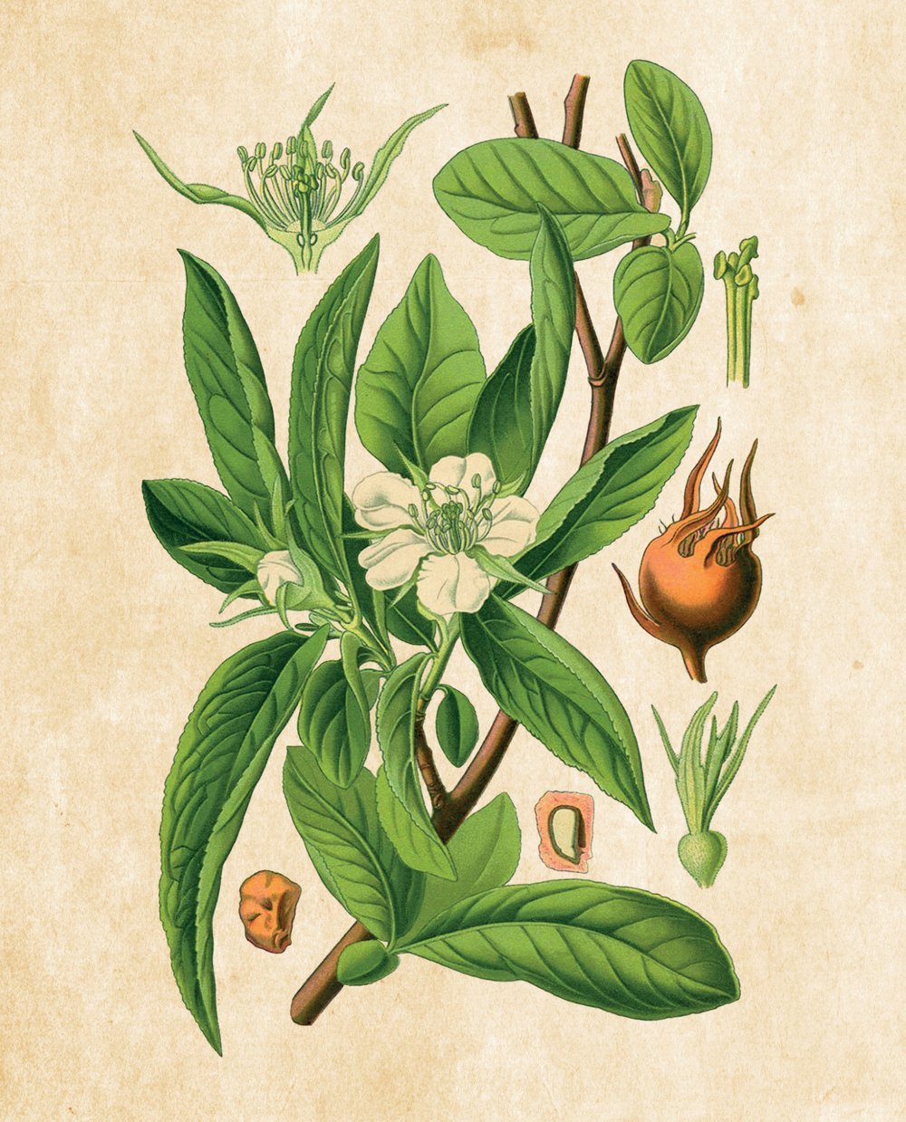 Tavola botanica — Nespolo