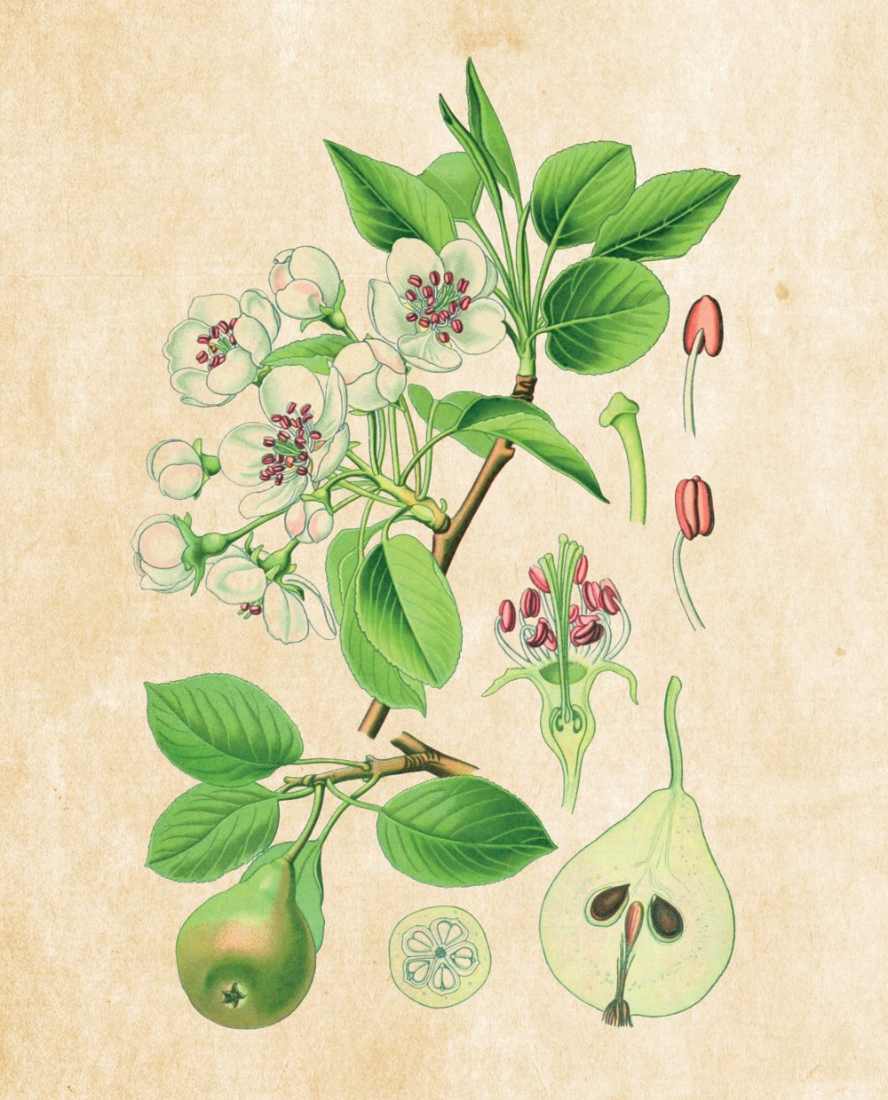 Tavola botanica — Pero