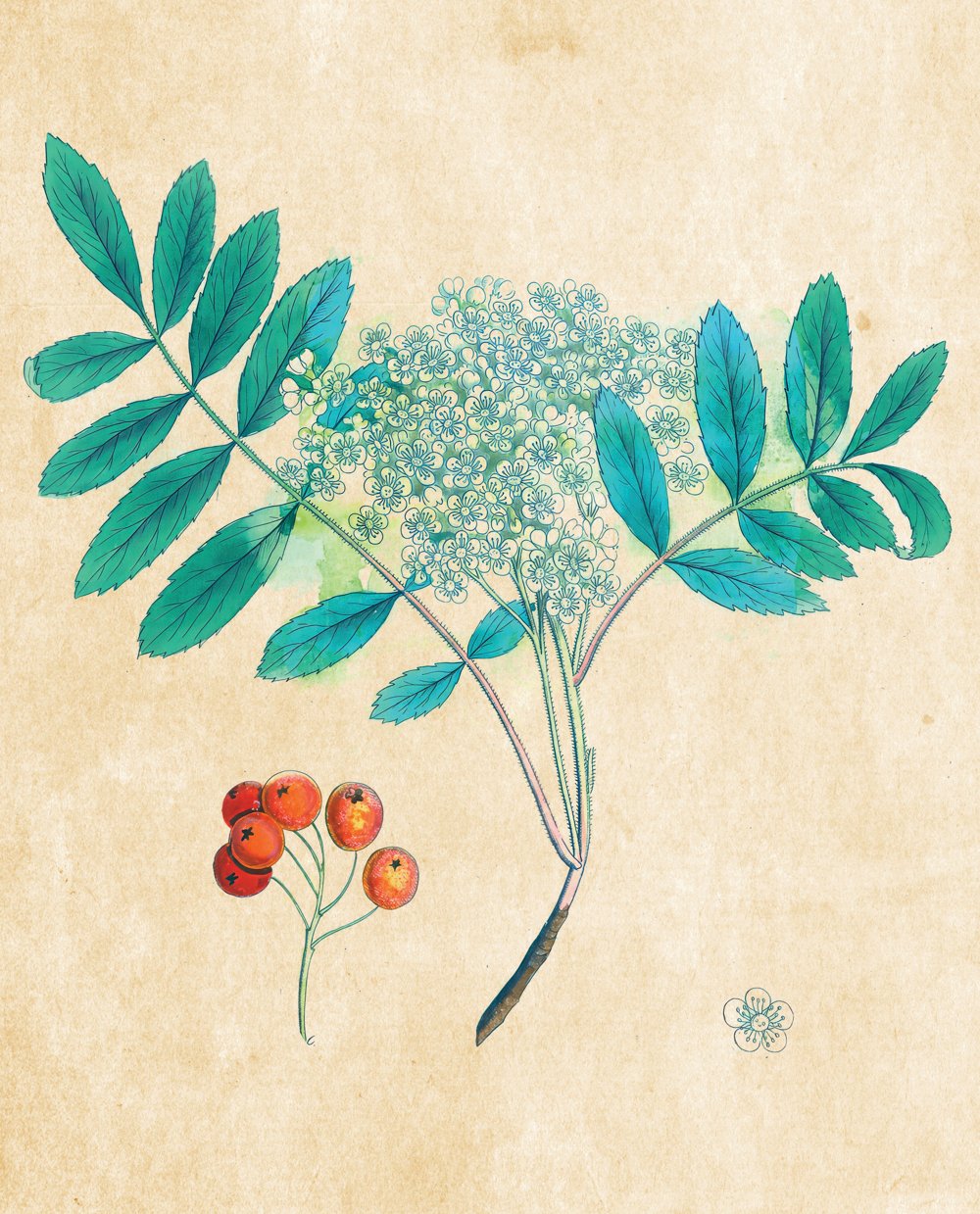 Tavola botanica — Sorbo