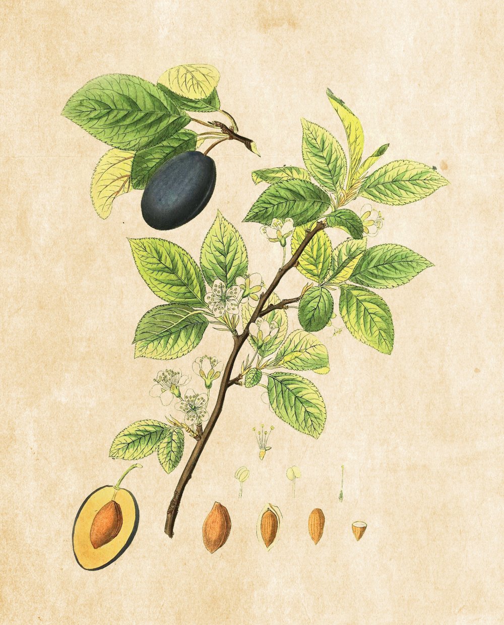 Tavola botanica — Susino