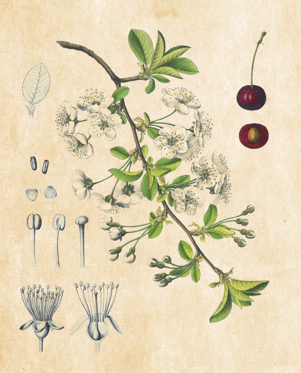 Tavola botanica — Visciolo (ciliegio acido)
