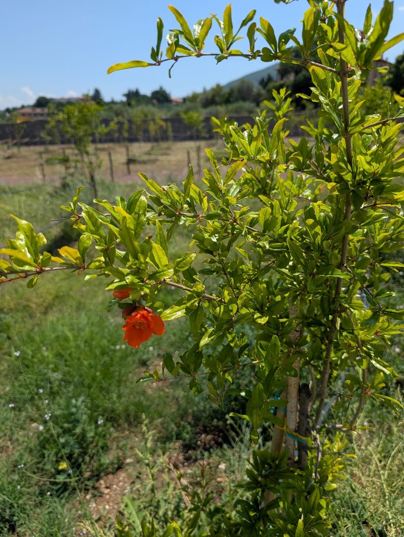 Prato fiorito