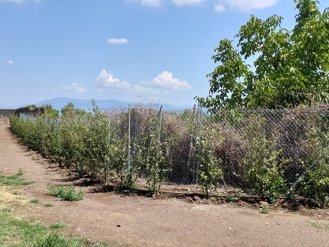 Le nuove recinzioni e la siepe lungo il muro perimetrale